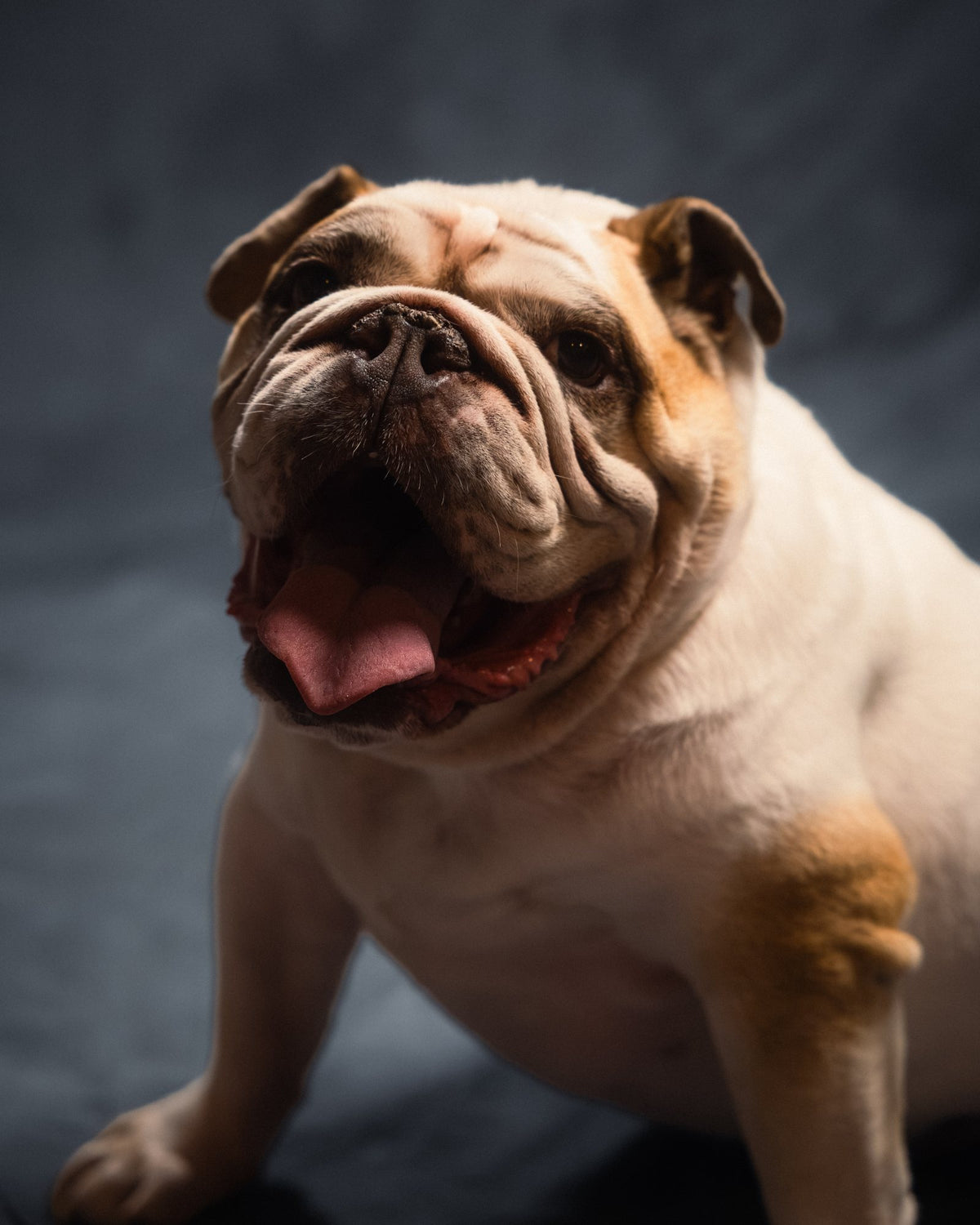 A Sick Dogs portrait