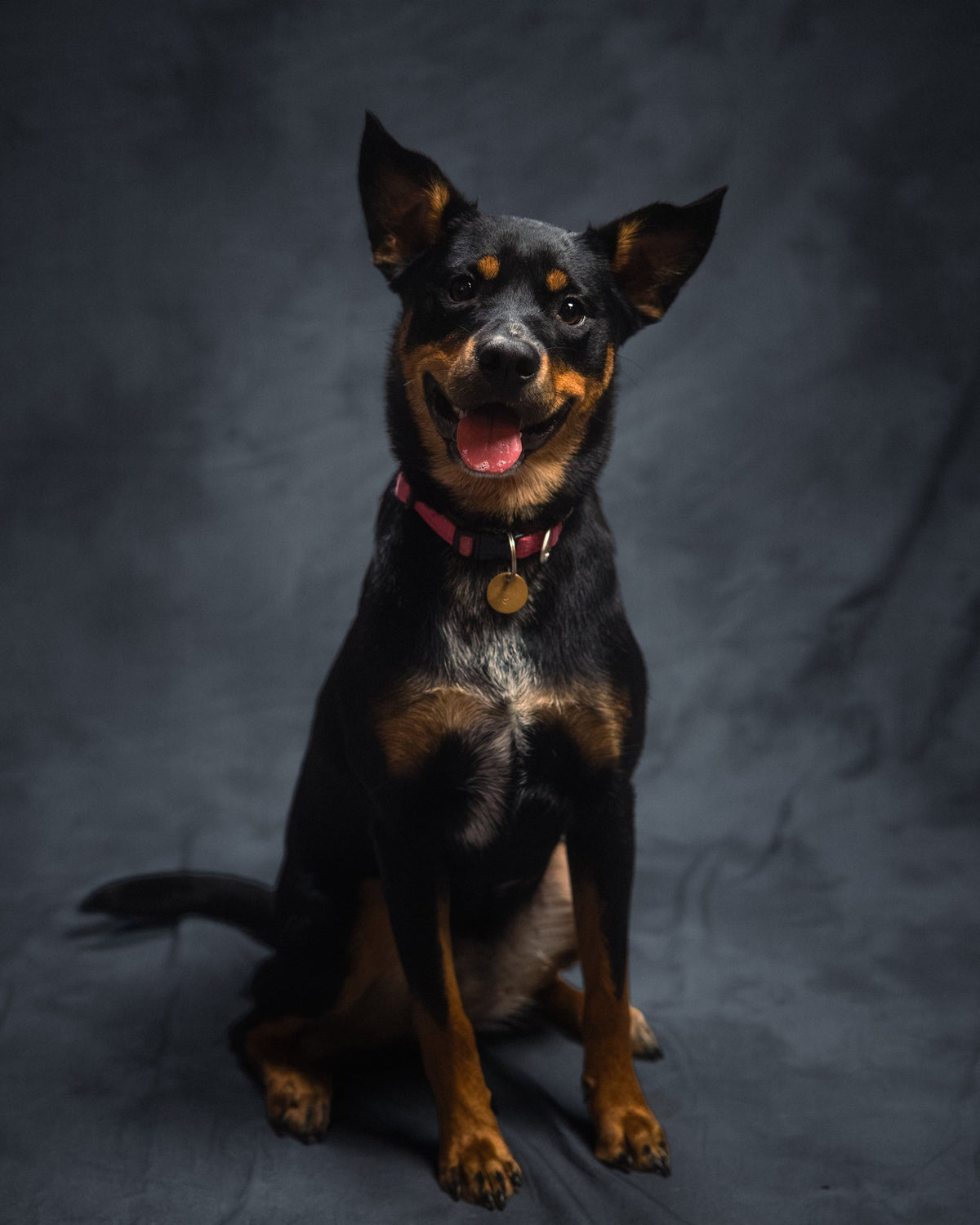 Sick Dogs portrait 16