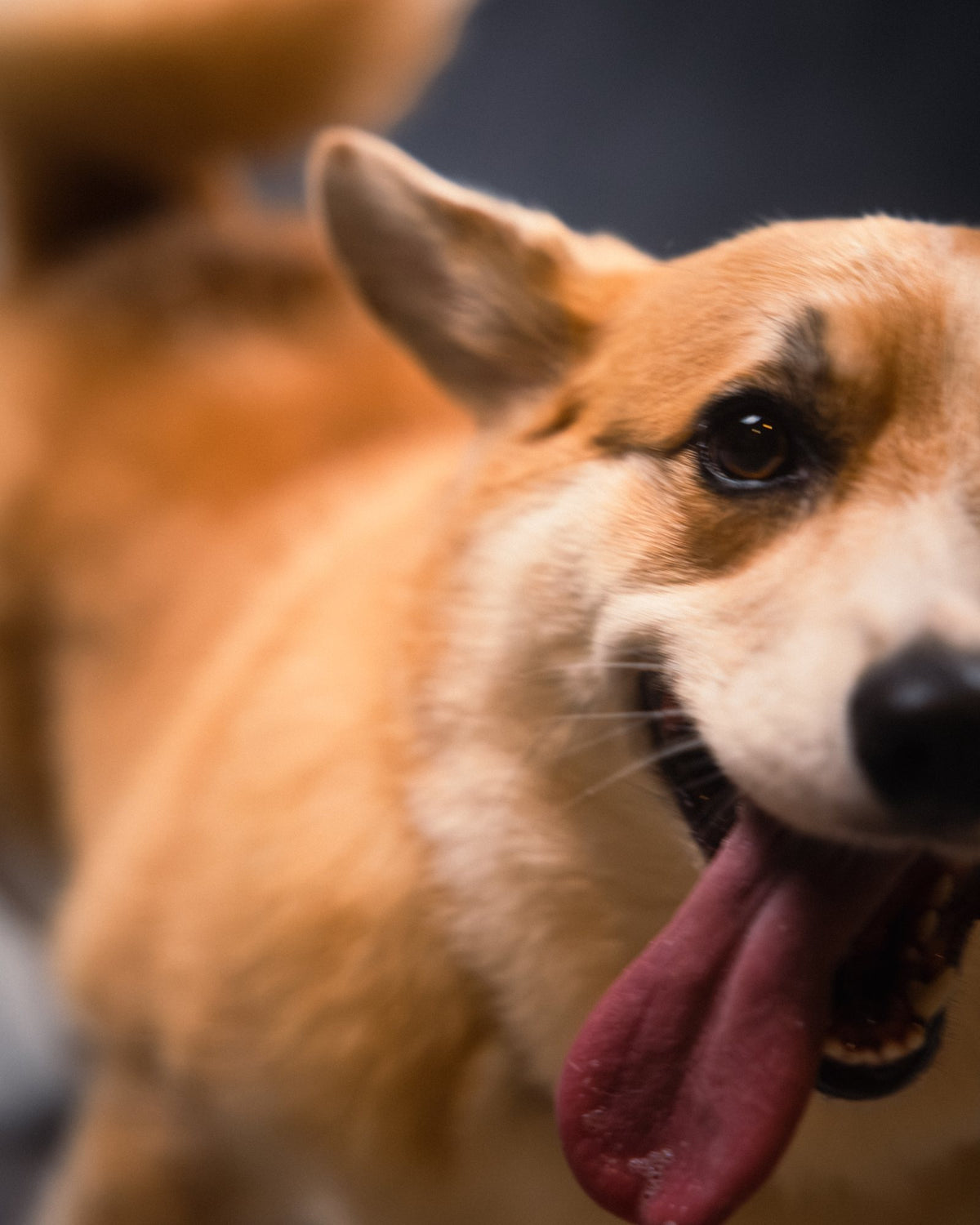 Sick Dogs portrait 18
