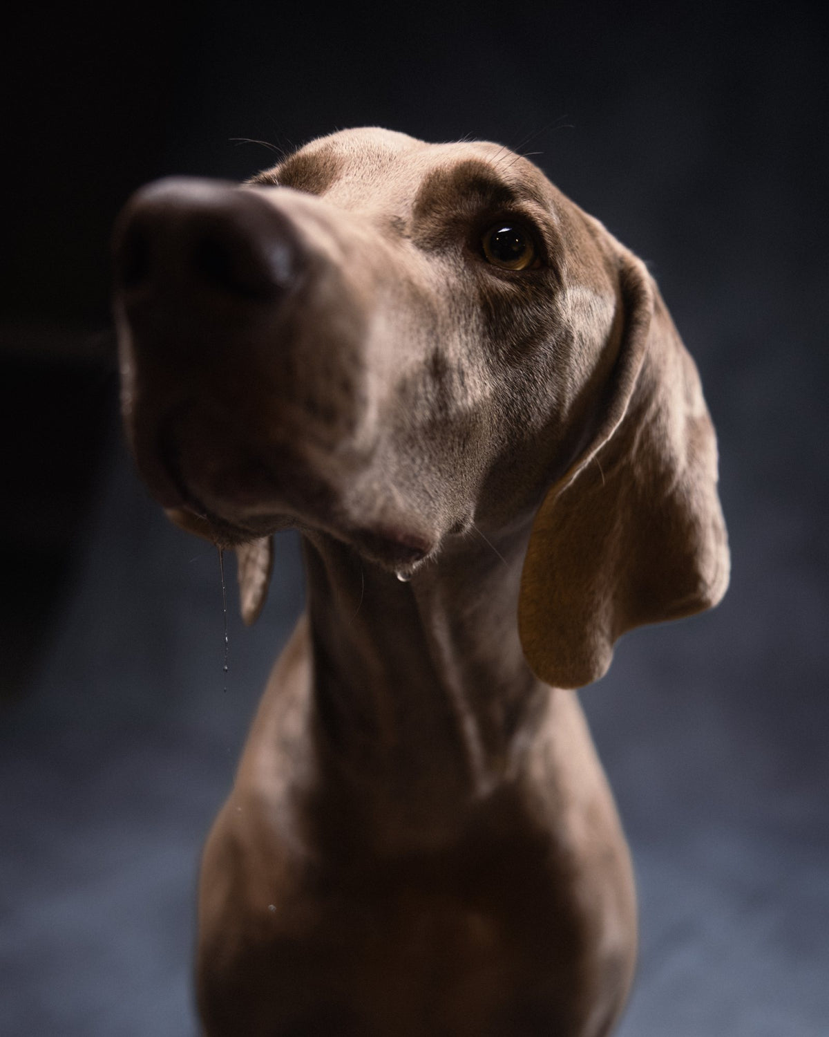 Sick Dogs portrait 22